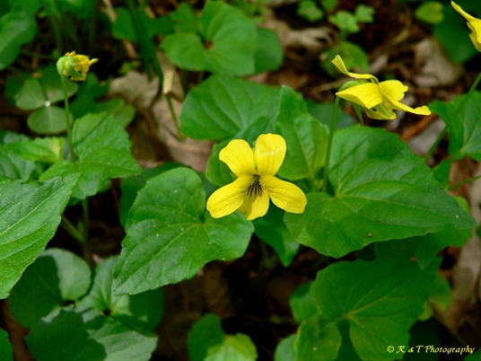 {Viola eriocarpa}